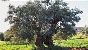 شجرة زيتون المهراس.. سفير جديد للأردن قريباً في قائمة اليونيسكو