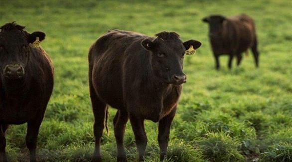 تقدم مزرعة مايورا ستيشن الشوكولاتة للأبقار لتحسين جودة لحومها (أوديتي سنترال)