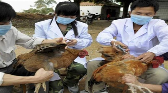 اليابان تتخلص من مئات الدجاج المصاب (أرشيف)
