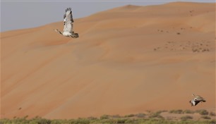 قرار حصيف من الشيخ زايد أنقذ موروثاً شعبياً إماراتياً ورمزاً أصيلاً: "طائر الحبارى"