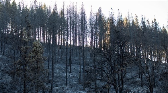 غابة محترقة في اسبانيا (اي بي ايه)